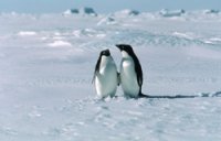 Фотографии и картинки связанные с темой Антарктида. Покрытый льдами континент, окружающий Южный полюс