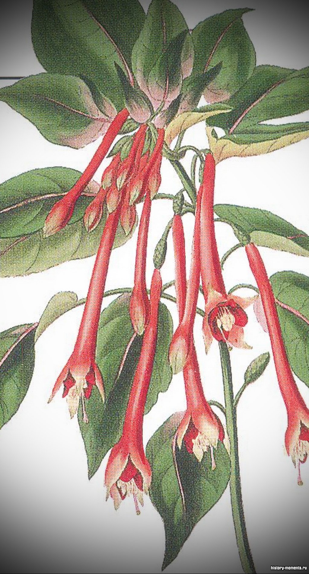 Научные названия растений пишутся по-латыни. Это Fuchsia (фуксия огненная) из каталога растений XIX в.