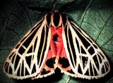 Чешуекрылые, или бабочки, - Lepidoptera