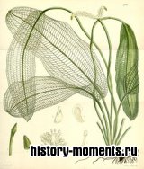 Ouvirandra fenestralis Poir., Hydrogeton fenestralis Pers., — Апоногетон мадагаскарский, увирандра, решетчатое растение. Водяные растения.