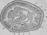 Рис. 132. Поперечный разрез через тело дождевого червя-Eisenia (в средней части)