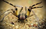  - Araneida