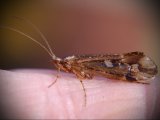   Trichoptera
