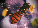 Двукрылые – Diptera (Часть 1)