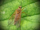Двукрылые – Diptera (Часть 1)