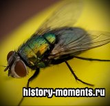 Двукрылые – Diptera (Часть 2)