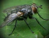 Двукрылые – Diptera (Часть 2)