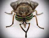 Двукрылые – Diptera (Часть 3)