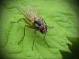 Двукрылые – Diptera (Часть 3)
