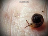   MOLLUSCA ( 1)