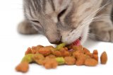 Рецепт для кота – «кошачий пир»